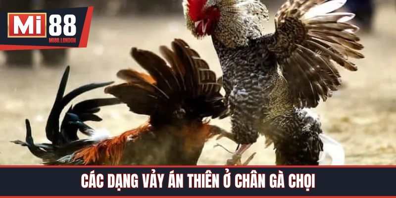 Các dạng vảy án thiên ở chân gà chọi