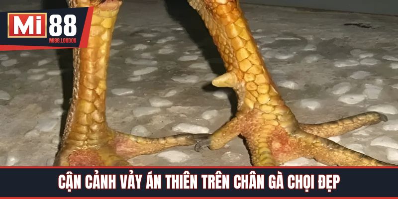 Cận cảnh vảy Án Thiên trên chân gà chọi đẹp