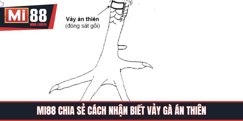 Mi88 chia sẻ cách nhận biết vảy gà Án Thiên