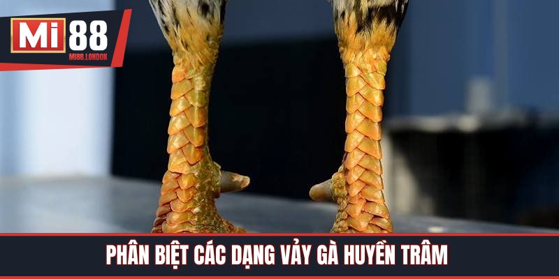 Phân biệt các dạng vảy gà huyền trâm