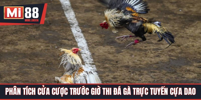 Phân tích cửa cược trước giờ thi đá gà trực tuyến cựa dao