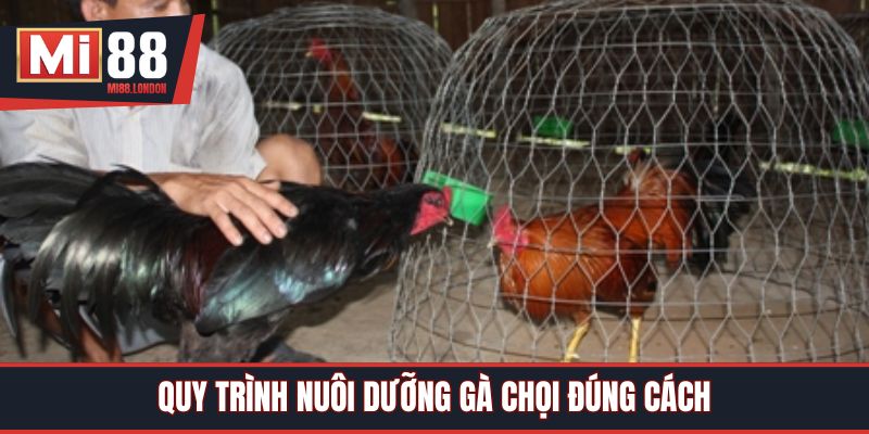 Quy trình nuôi dưỡng gà chọi đúng cách