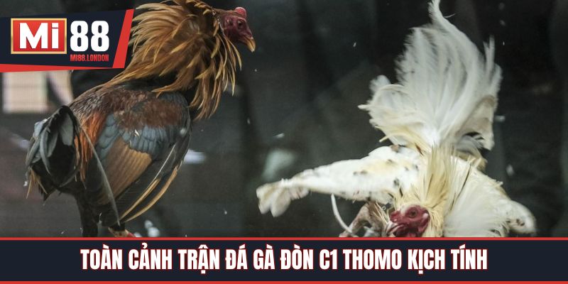 Toàn cảnh trận đá gà đòn C1 Thomo kịch tính