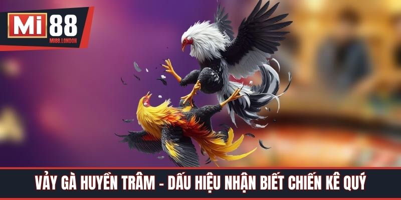 Vảy Gà Huyền Trâm - Dấu Hiệu Nhận Biết Chiến Kê Quý